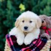 Image of Omar, a Golden Retriever puppy