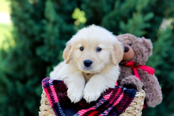 Image of Omar, a Golden Retriever puppy