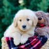 Image of Onie, a Golden Retriever puppy