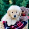 Image of Onie, a Golden Retriever puppy