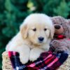 Image of Onie, a Golden Retriever puppy