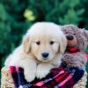 Image of Onie, a Golden Retriever puppy