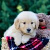 Image of Onie, a Golden Retriever puppy