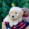 Image of Onie, a Golden Retriever puppy