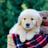 Image of Onie, a Golden Retriever puppy