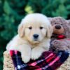 Image of Onie, a Golden Retriever puppy