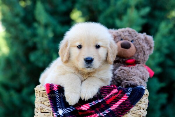 Image of Onie, a Golden Retriever puppy