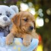 Image of Opal, a Golden Retriever puppy