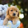 Image of Opal, a Golden Retriever puppy