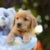 Image of Opal, a Golden Retriever puppy