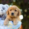 Image of Opal, a Golden Retriever puppy