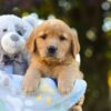 Image of Opal, a Golden Retriever puppy