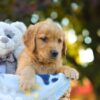 Image of Opal, a Golden Retriever puppy