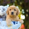 Image of Opal, a Golden Retriever puppy