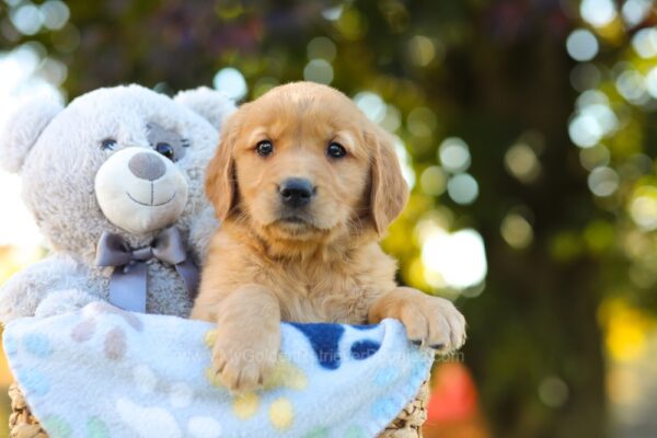 Image of Opal, a Golden Retriever puppy