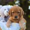 Image of Oreo, a Golden Retriever puppy