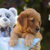 Image of Oreo, a Golden Retriever puppy