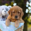 Image of Oreo, a Golden Retriever puppy