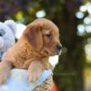 Image of Oreo, a Golden Retriever puppy