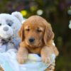 Image of Oreo, a Golden Retriever puppy