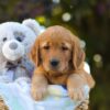 Image of Oreo, a Golden Retriever puppy