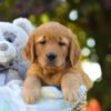 Image of Oreo, a Golden Retriever puppy