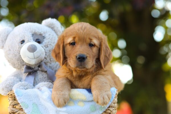 Image of Oreo, a Golden Retriever puppy