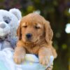 Image of Oreo, a Golden Retriever puppy