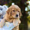 Image of Oscar, a Golden Retriever puppy