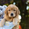 Image of Oscar, a Golden Retriever puppy