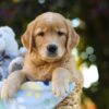 Image of Oscar, a Golden Retriever puppy