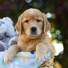 Image of Oscar, a Golden Retriever puppy