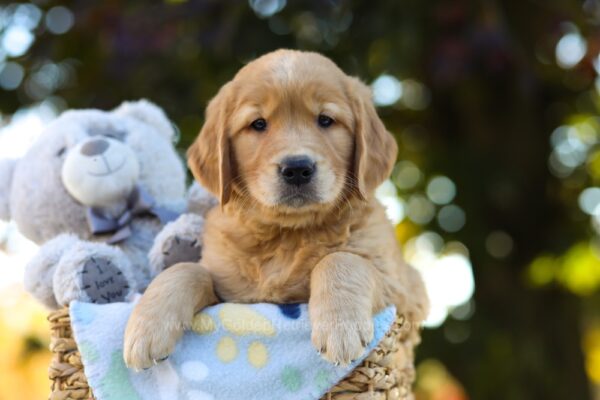 Image of Oscar, a Golden Retriever puppy