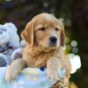 Image of Oscar, a Golden Retriever puppy