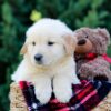 Image of Oskar, a Golden Retriever puppy