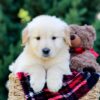 Image of Oskar, a Golden Retriever puppy