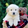 Image of Oskar, a Golden Retriever puppy