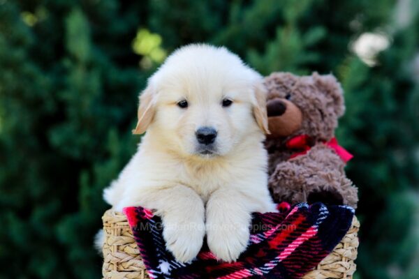 Image of Oskar, a Golden Retriever puppy