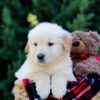 Image of Oskar, a Golden Retriever puppy