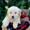 Image of Oskar, a Golden Retriever puppy