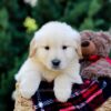 Image of Oskar, a Golden Retriever puppy