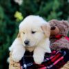 Image of Oskar, a Golden Retriever puppy