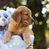 Image of Otis, a Golden Retriever puppy