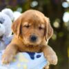 Image of Otis, a Golden Retriever puppy