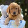 Image of Otis, a Golden Retriever puppy