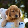 Image of Otis, a Golden Retriever puppy