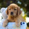 Image of Otis, a Golden Retriever puppy