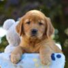 Image of Otis, a Golden Retriever puppy