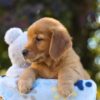 Image of Otis, a Golden Retriever puppy