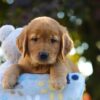 Image of Otis, a Golden Retriever puppy